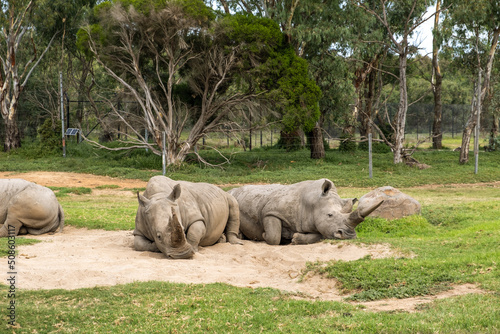 Rhina resting photo