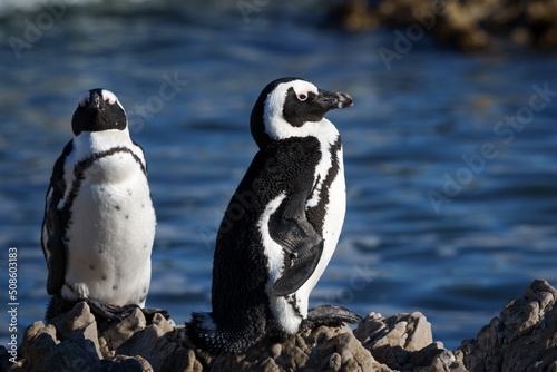 African penguin, Cape penguin or South African penuguin (Spheniscus demersus) at Stony Point on the Whale Coast, Betty's Bay (Bettys Bay), Overberg, Western Cape, South Africa