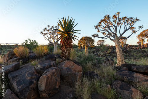 Quiver trees and aloe between rocks photo