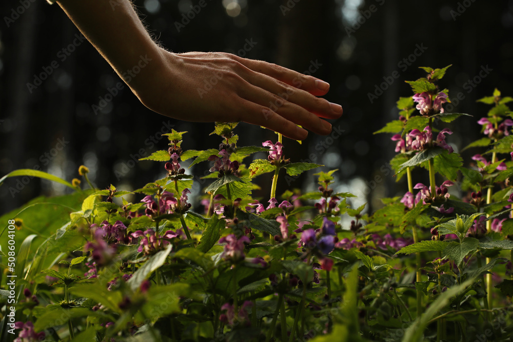 Young man hand and purple dead nettle in the forest. Photo was taken 19 May 2022 year, MSK time in Russia. Young man hand and purple dead nettle in the forest. Photo was taken 19 May 2022 year, MSK time in Russia.