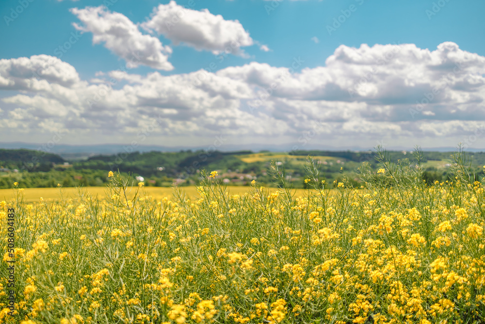 Obraz premium Beautiful meadow field with fresh grass and yellow flowers in nature against a blurry blue sky with clouds. Summer spring natural landscape. Copy space for text.