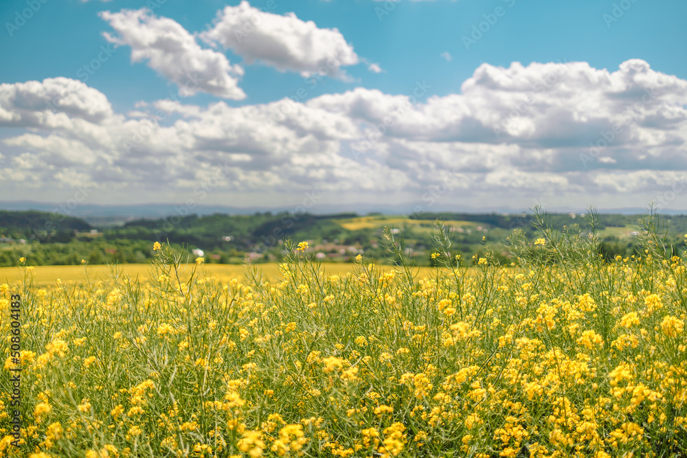 Beautiful meadow field with fresh grass and yellow flowers in nature against a blurry blue sky with clouds. Summer spring natural landscape. Copy space for text. 