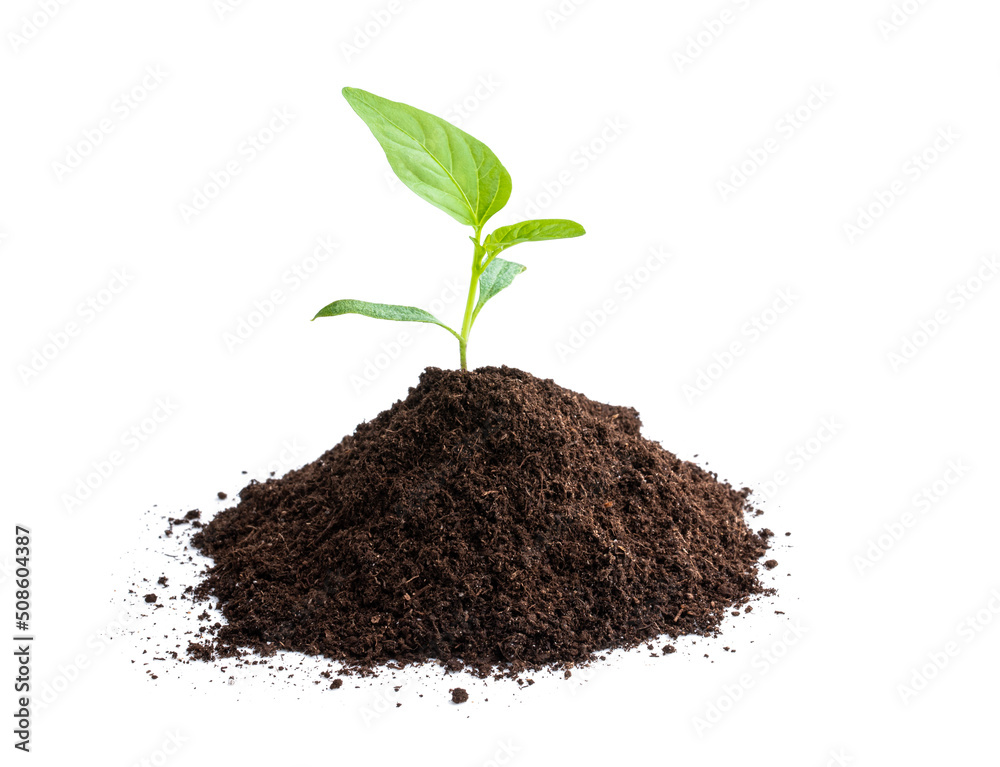 Young baby green pepper crop in soil isolated on white