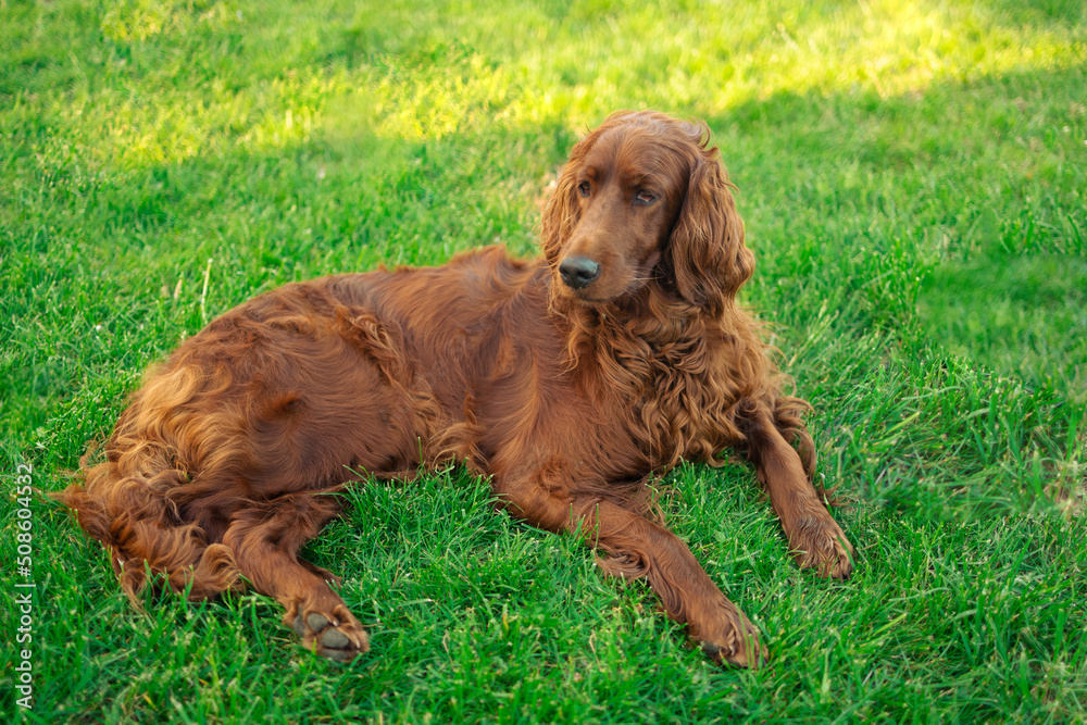 Irish red setter dog relaxing on a green grass background outdoors at spring or summer time. High quality photo