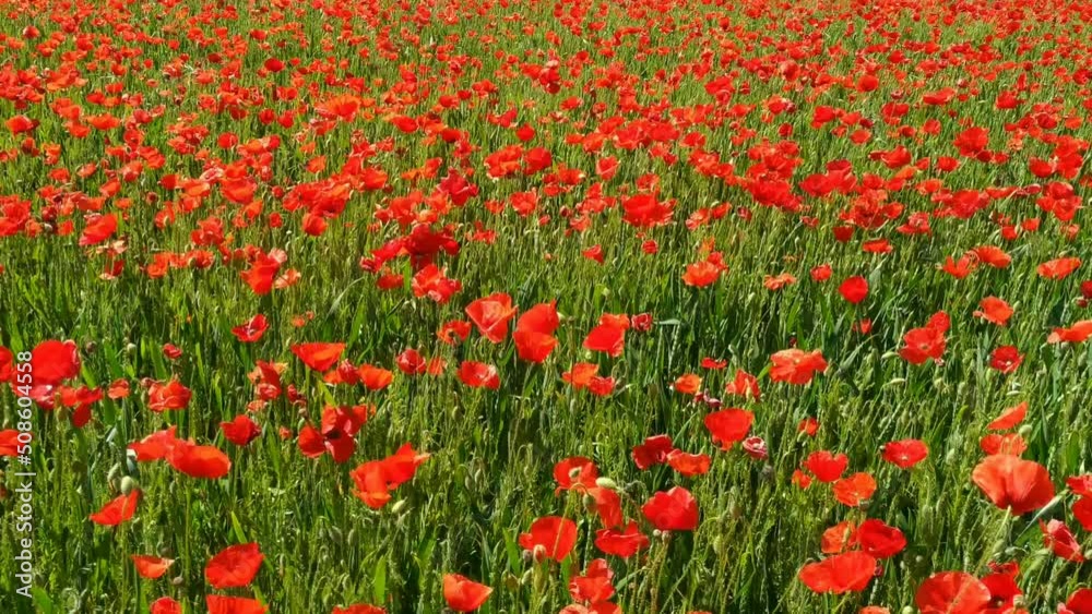 Field of poppies. Field of poppies.
