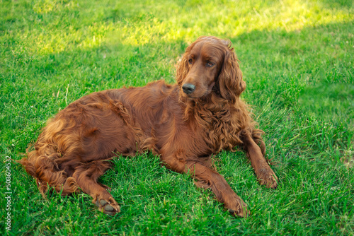 Irish red setter dog relaxing on a green grass background outdoors at spring or summer time. High quality photo