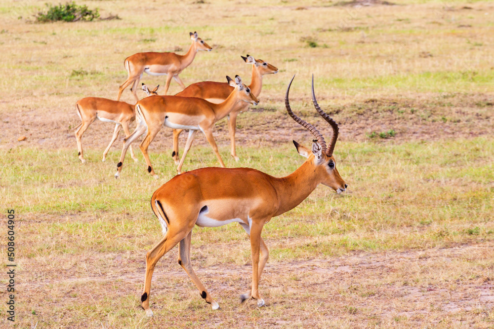 Impala antelopes Impala antelopes