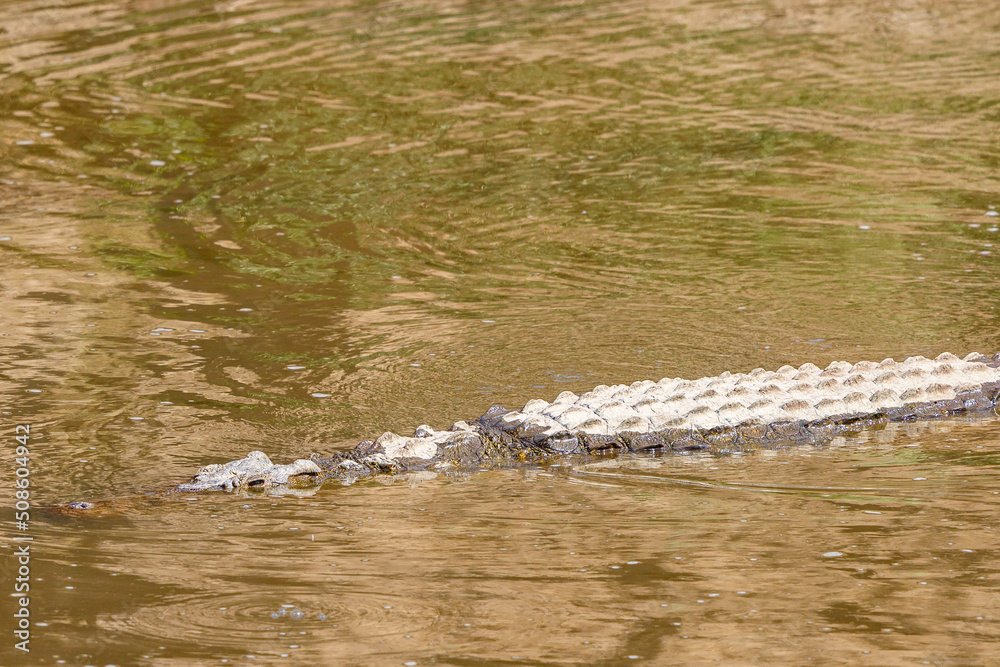 Crocodile swimming in the water Crocodile swimming in the water