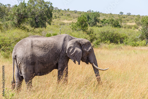African Elephant grazing grass on the savanna in Africa