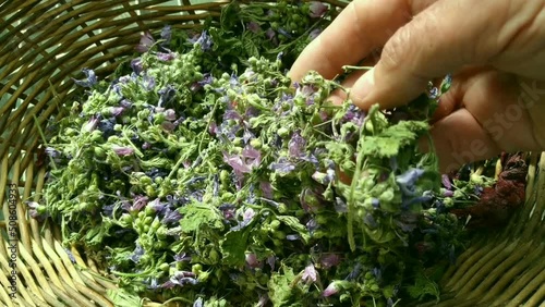 Drying medicinal plants.  Common mallow, Malva sylvestris.