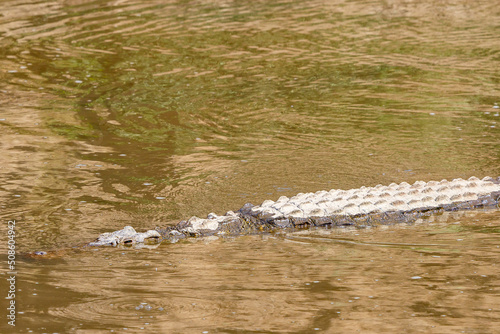 Crocodile swimming in the water