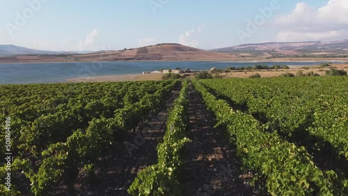 Aerial drone. Rows of Vineyards at Fortino di Mazzallakkar, Arab fort in Sambuca di Sicilia, Sicily, on Lago Arancio. This area is well known for the production of grapes and white and red wine. photo