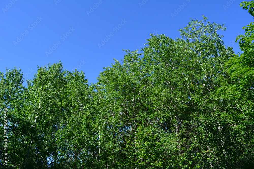 Edge of forest with trees with green foliage on the background of blue sky. Spring day.
