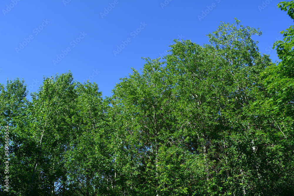 Edge of forest with trees with green foliage on the background of blue sky. Spring day. Edge of forest with trees with green foliage on the background of blue sky. Spring day.
