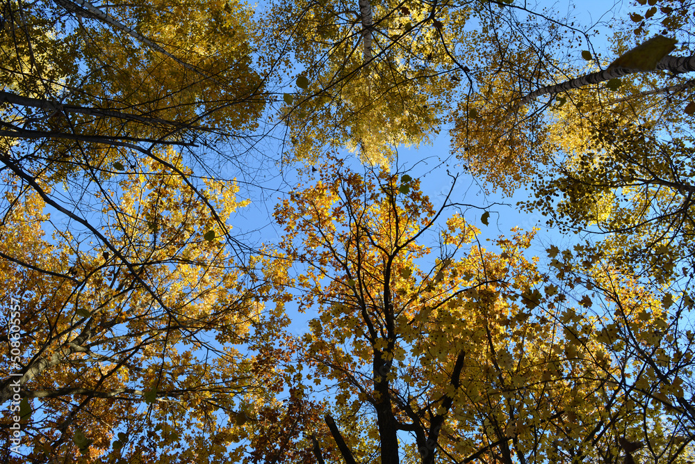Trees in autumn forest on the background of blue sky. View from below on golden leaves on treetops.