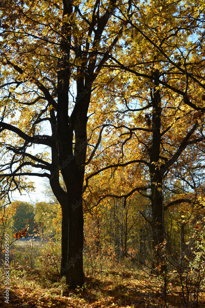 Oak trees with golden leaves in fall season. Autumn forest landscape.