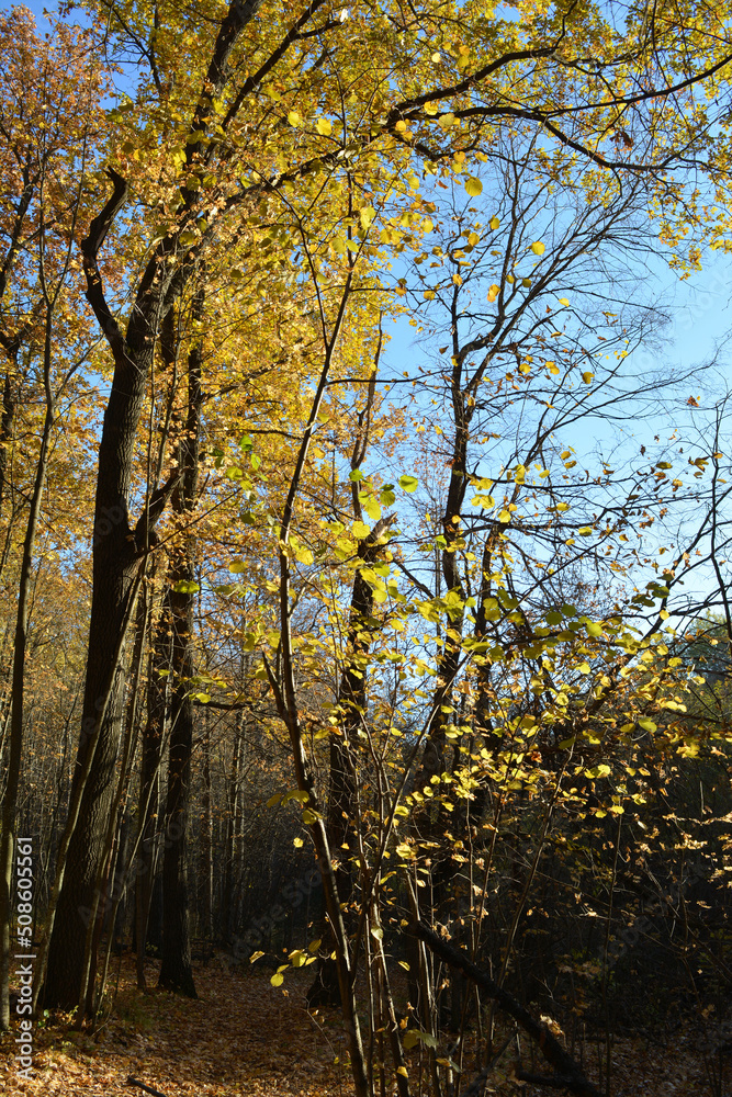 Beautiful trees with golden leaves in sunny day. Scene in autumn forest. Vertical photo.