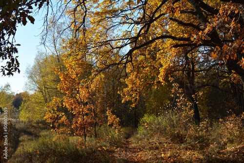 Autumn forest landscape with walking path under branches of oak tree with golden leaves