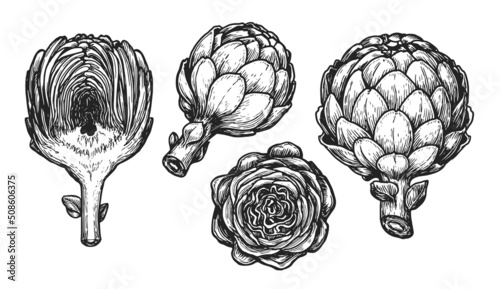 Artichoke sketch. Vegetables set hand drawn in vintage engraving style. Vector illustration