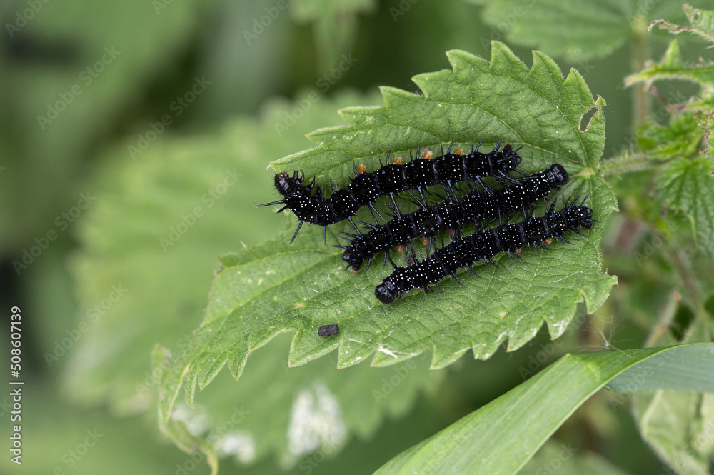 Chenille Paon du jour sur Ortie dioïque Chenille Paon du jour sur Ortie dioïque