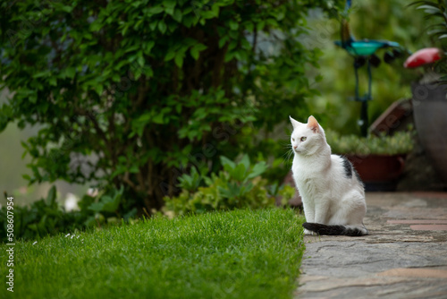 Old domestic cat on a terrace © DoraZett