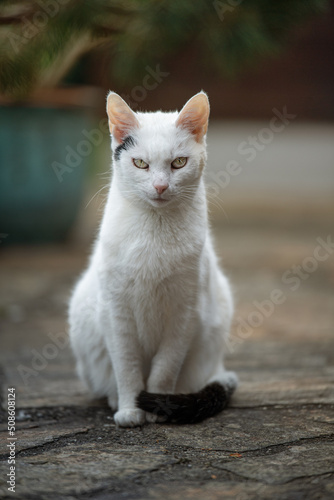 Old domestic cat on a terrace