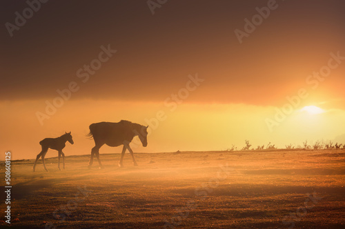 horses silhouette at sunset