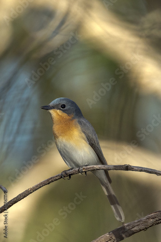 Leaden Flycatcher in Queensland Australia photo