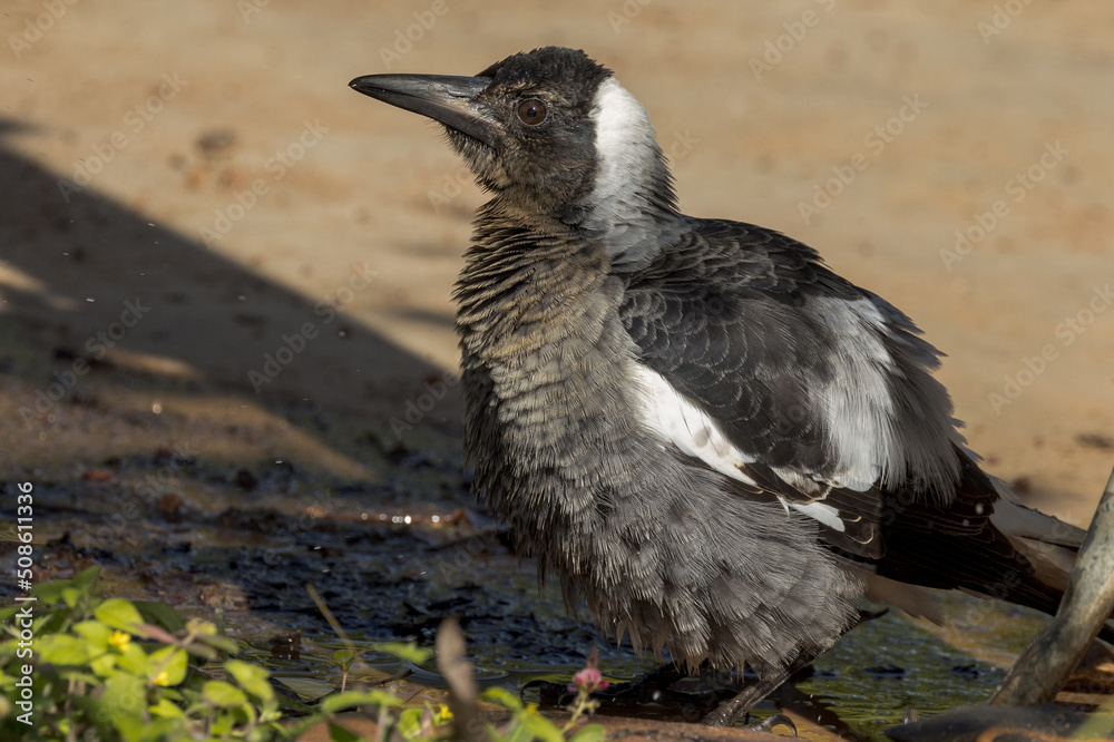 Fototapeta premium Australasian Magpie in Queensland Australia