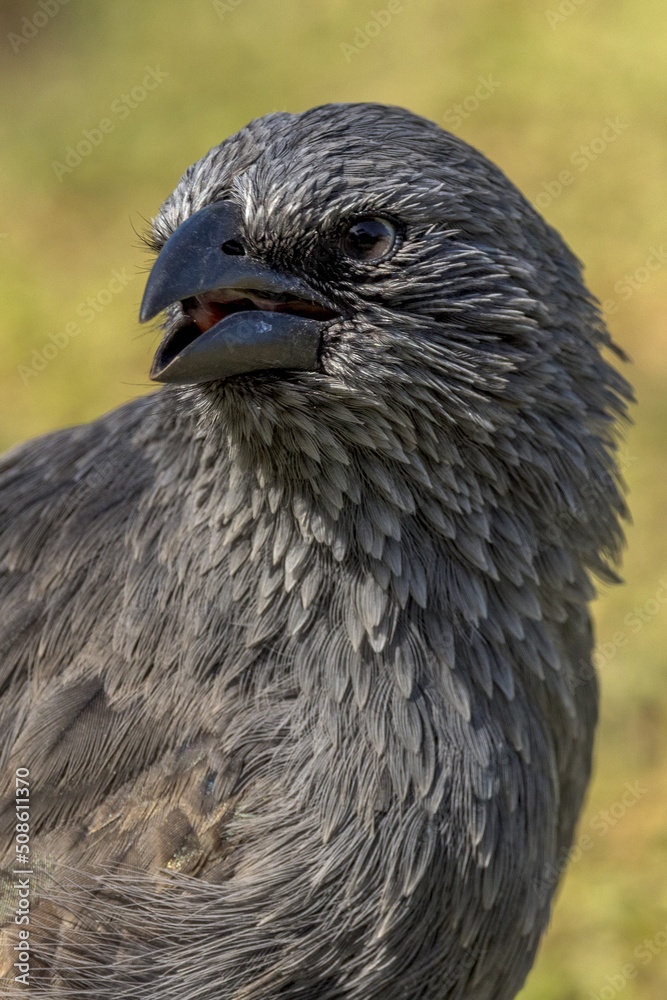 Apostlebird in Queensland Australia Apostlebird in Queensland Australia