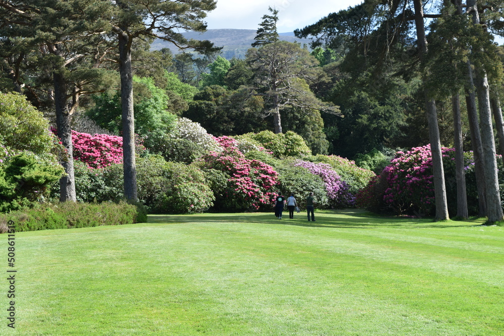 Obraz premium Irland_Rhododendren
