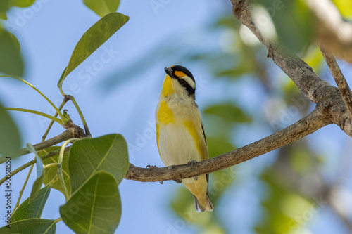 Striated Pardalote in Queensland Australia