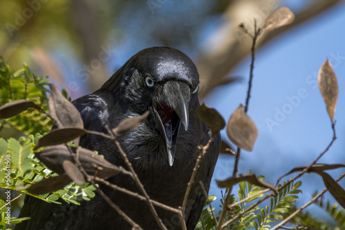 Torresian Crow in Queensland Australia photo