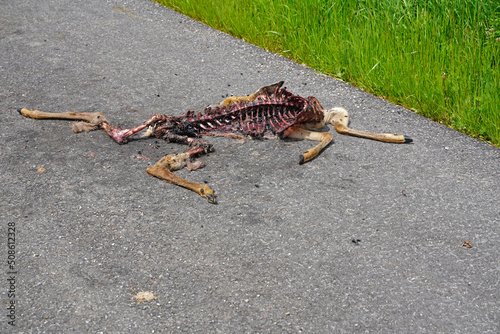 Dead deer on the road after a deer crash car accident