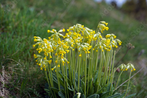 Cowslip primrose yellow blooming in a meadow