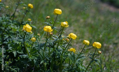 Blooming Globeflower in the Alps