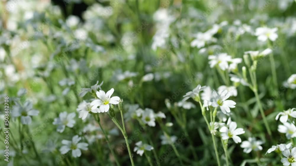 White daisy flowers meadow in sunlight, close up. Blooming wildflowers under sunbeams on blurred background. White daisy flowers meadow in sunlight, close up. Blooming wildflowers under sunbeams on blurred background.