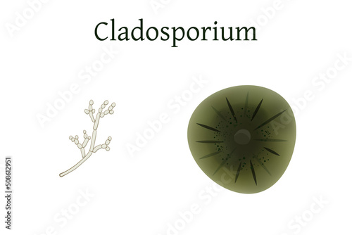Cladosporium mold vector illustration isolated on white background.
