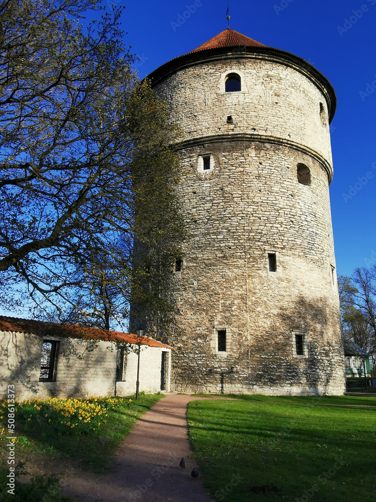Artillery tower Kik-in-de-Kök of the medieval defensive wall of the city of Tallinn against the blue sky.