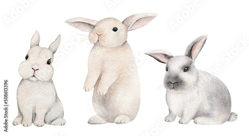 Little bunnies on an isolated white background, watercolor illustration, cute woodland animal, easter bunny, rabbits © Daryartsy