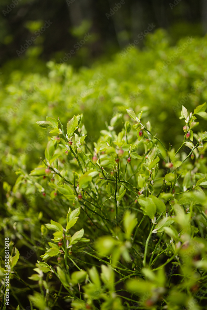 Wild blueberry bush in sunlight at forest Wild blueberry bush in sunlight at forest