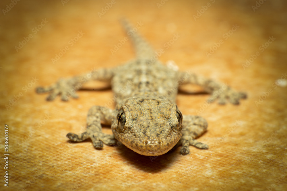 Close-up of a baby gecko, tarentola mauritanica, wall dragon. Macro photography Close-up of a baby gecko, tarentola mauritanica, wall dragon. Macro photography