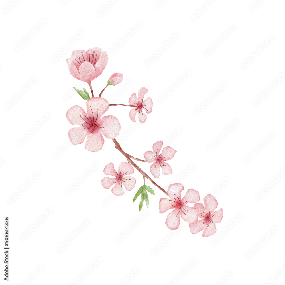 Branch of Cherry blossom illustration. Watercolor painting sakura isolated on white. Japanese flower Branch of Cherry blossom illustration. Watercolor painting sakura isolated on white. Japanese flower