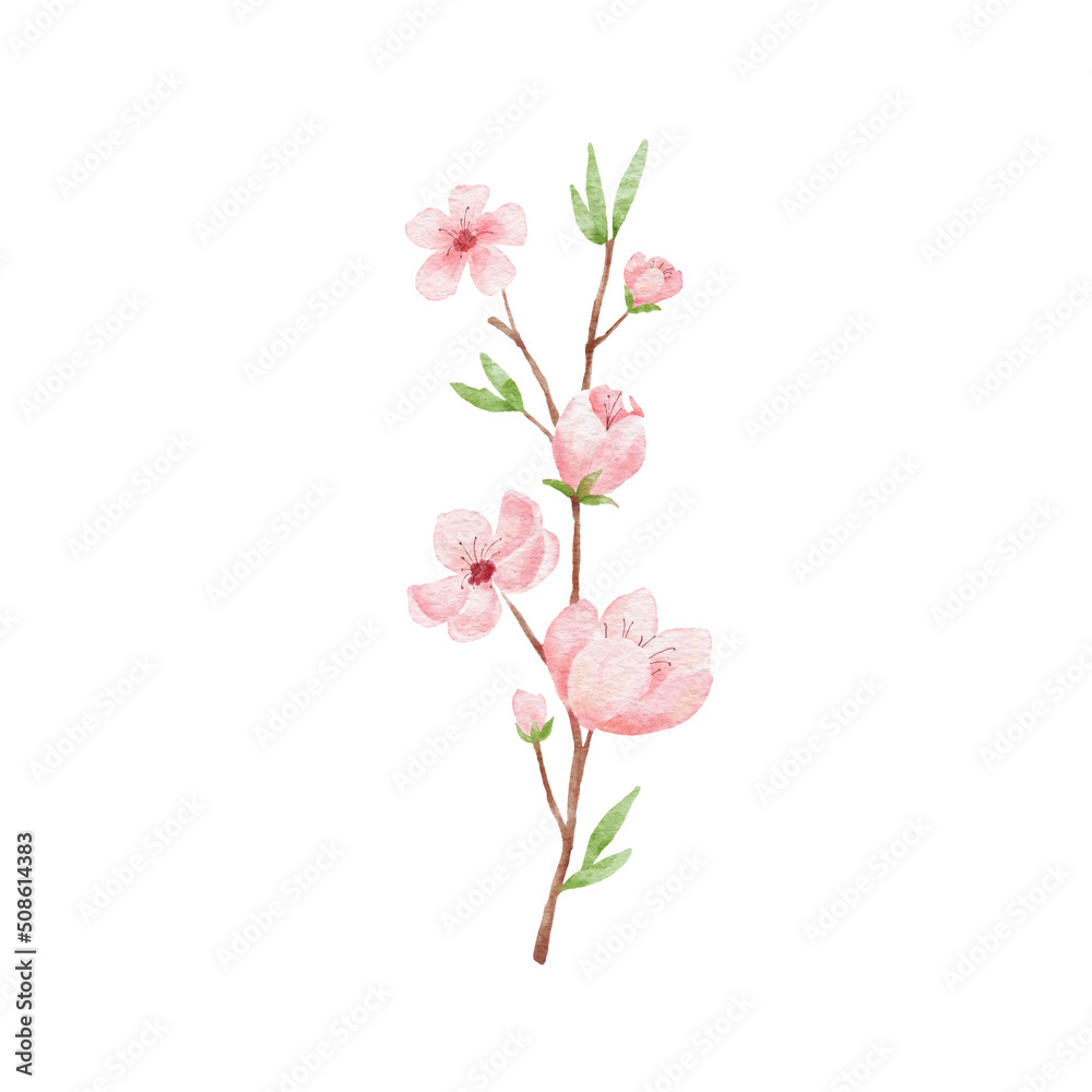 Obraz premium Branch of Cherry blossom illustration. Watercolor painting sakura isolated on white. Japanese flower