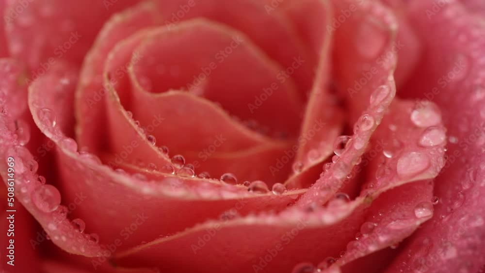 Pink rose with drops Pink rose with drops