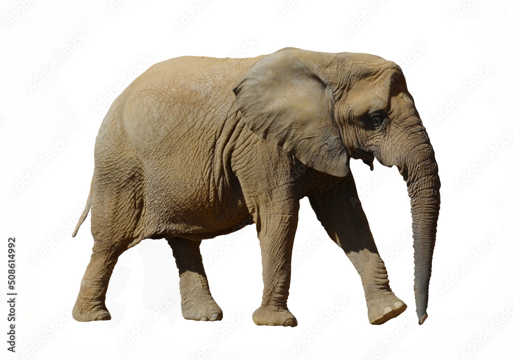 Obraz premium elephant on white background