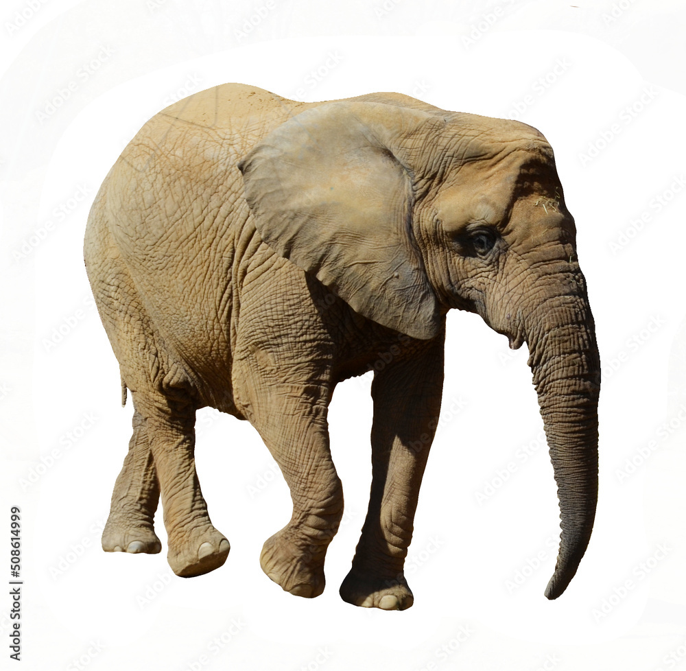 Obraz premium elephant on white background