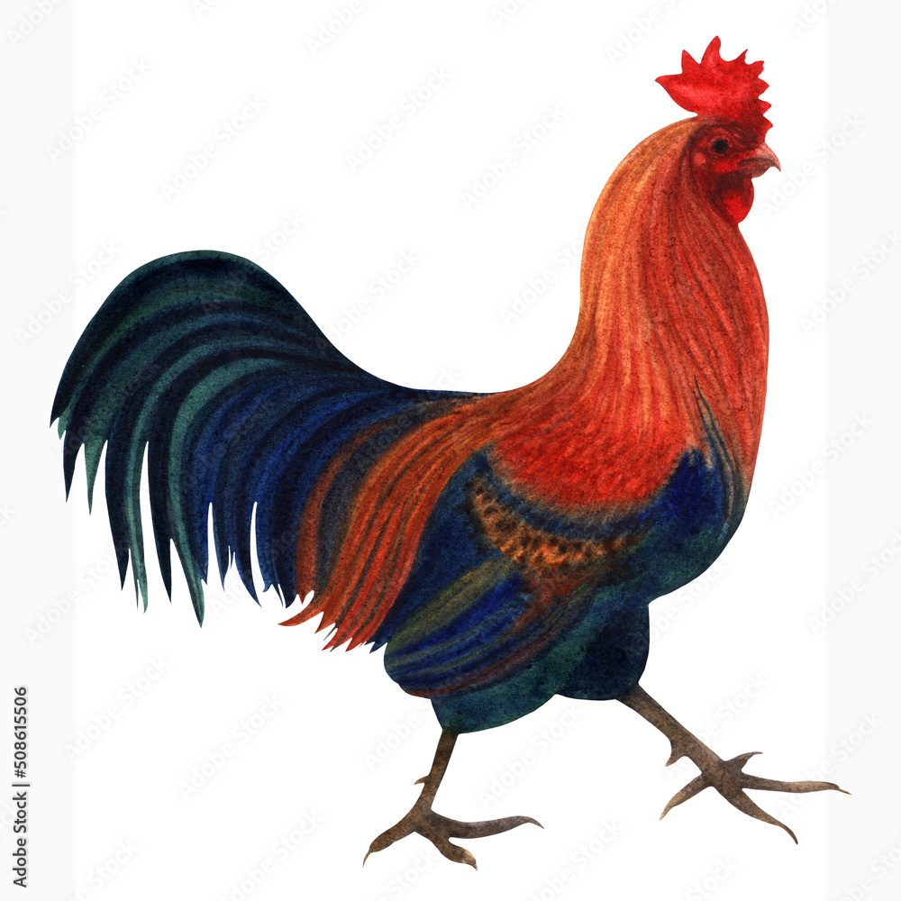 Watercolor illustration of a strong rooster, hand drawn and isolated on a white background. Farm bird illustration.