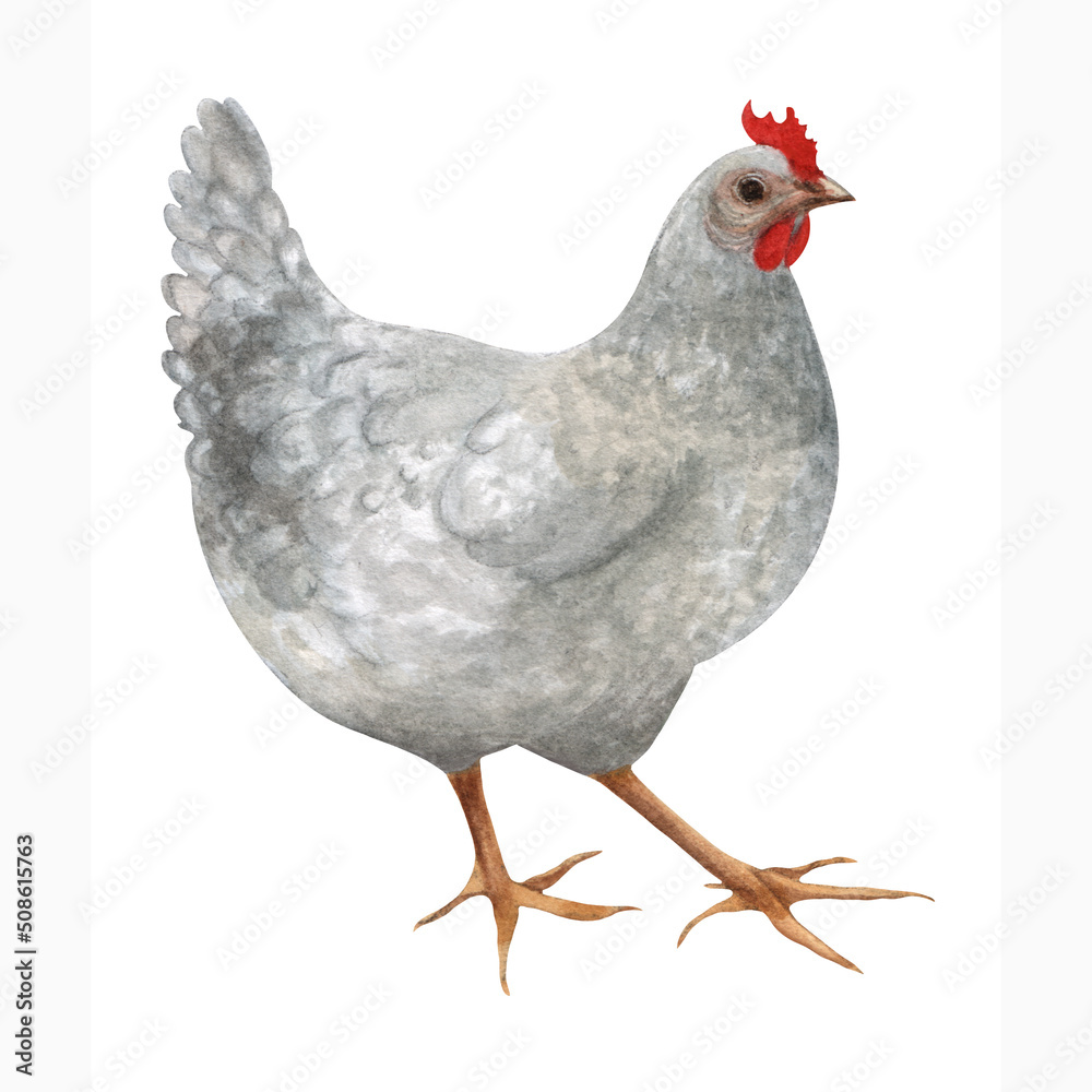 Fototapeta premium Watercolor illustration of a mother hen isolated on a white background. Village agricultural farm bird.