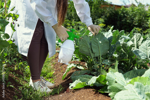 biologist woman sprays cabbage with biological preparation to protect from pests